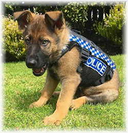 NZ Police dog and handler